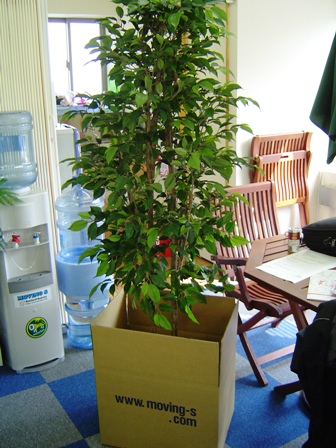 植木 観葉植物の梱包 運搬 引越しのムービングエス